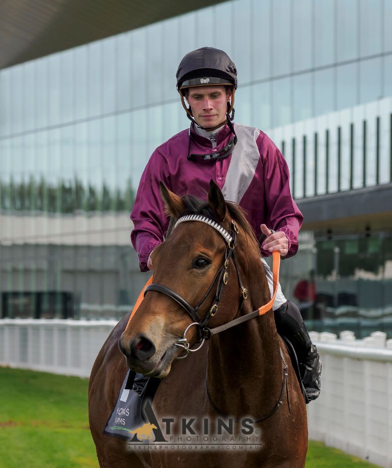 terry_hann's tweet image. Luke O'Connor won the Thomas Farms Handicap at Morphettville with Lachlan Neindorf riding Placo.
Photos ~ AtkinsPhotography.com.au
Pre-race photos ~ AtkinsRacing.com.au
@RacingSA @SAJockeyClub @LOConnor91 @LukeOCo80811036 @Lneindorf @pinknickerton
