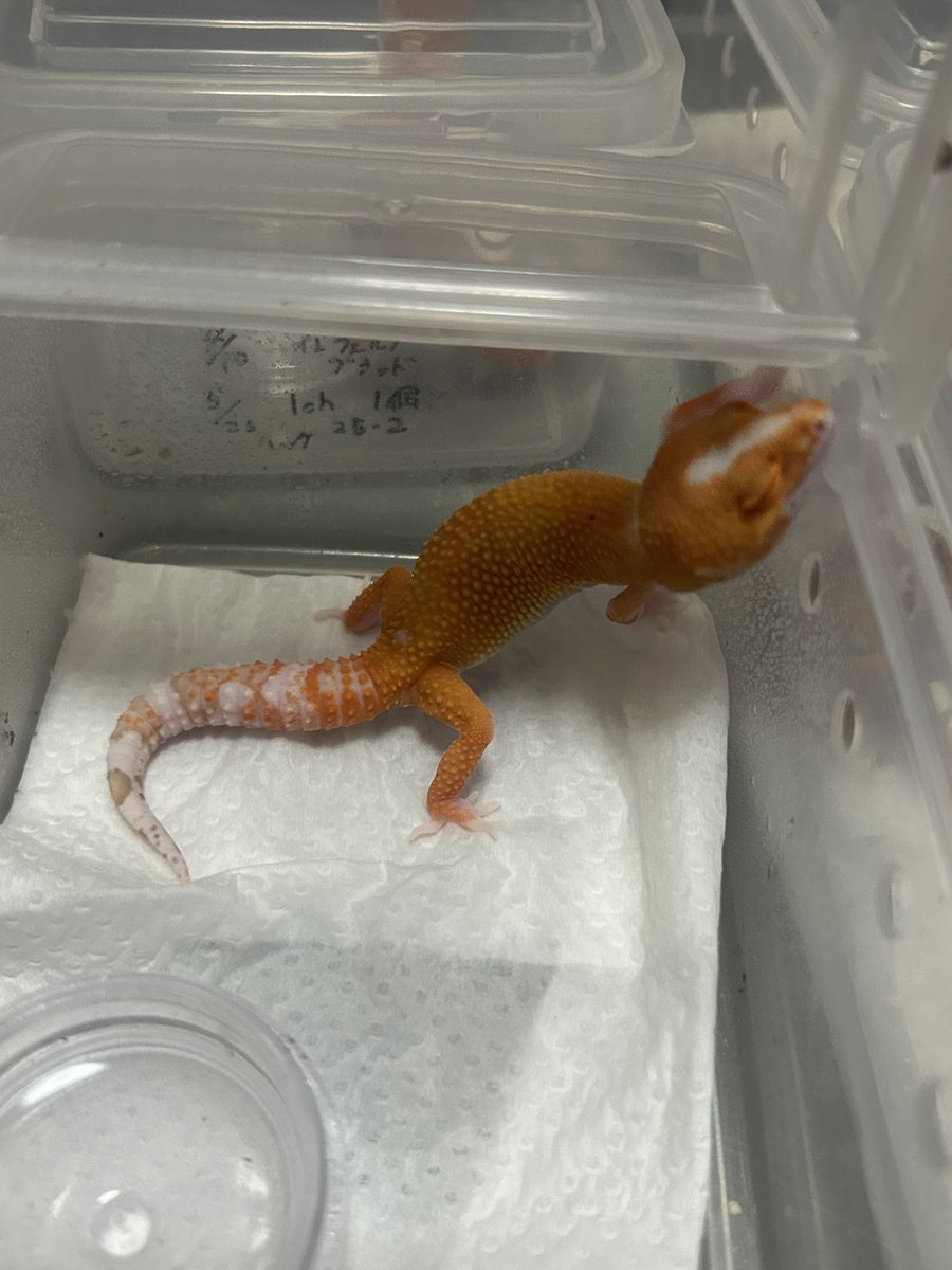 FsGecko's tweet image. 今年ハッチのレーダーとベル
 #爬虫類好きと繋がりたい   #爬虫類 #レオパ  #レオパードゲッコー  #ヒョウモントカゲモドキ  #繁殖 #長崎