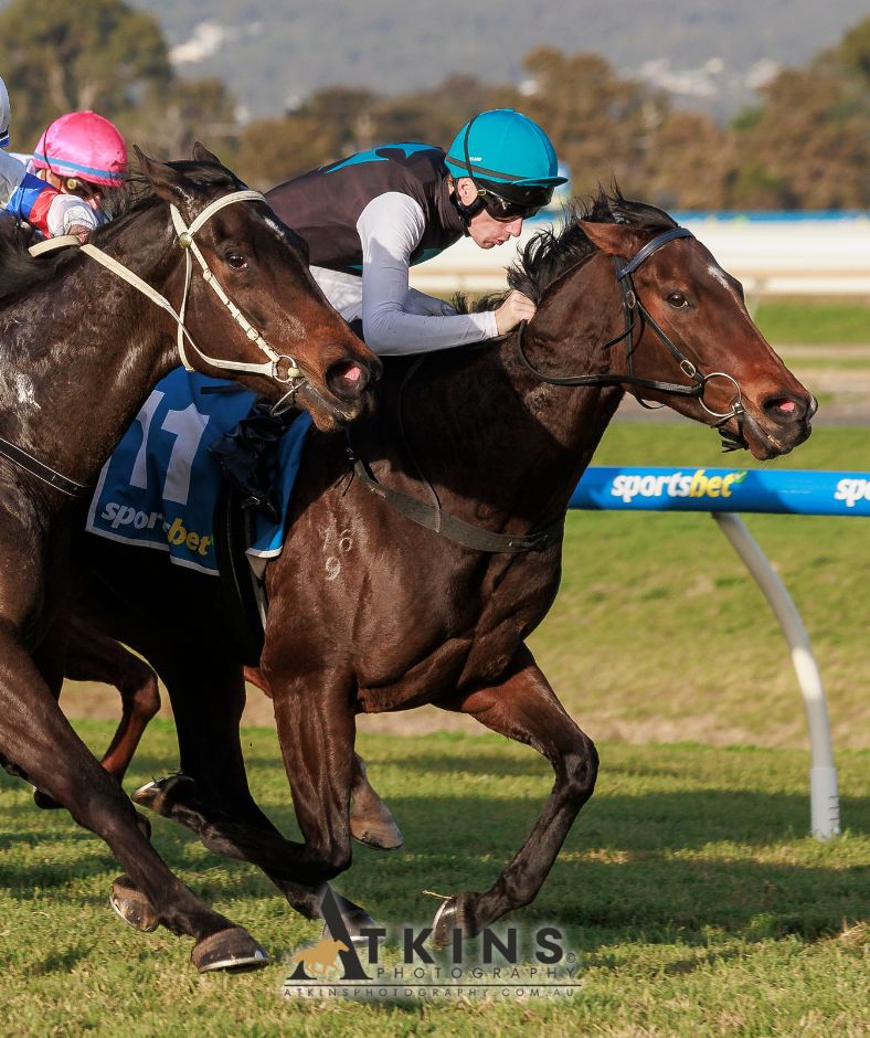 terry_hann's tweet image. Super Alana, ridden by Todd Pannell, won the Sportsbet Same Race Multi Handicap at Morphettville for Wayne Francis & Glen Kent.
Photos ~ AtkinsPhotography.com.au
Pre-race photos ~ AtkinsRacing.com.au
@RacingSA @SAJockeyClub @todd_pannell @shieldsy101