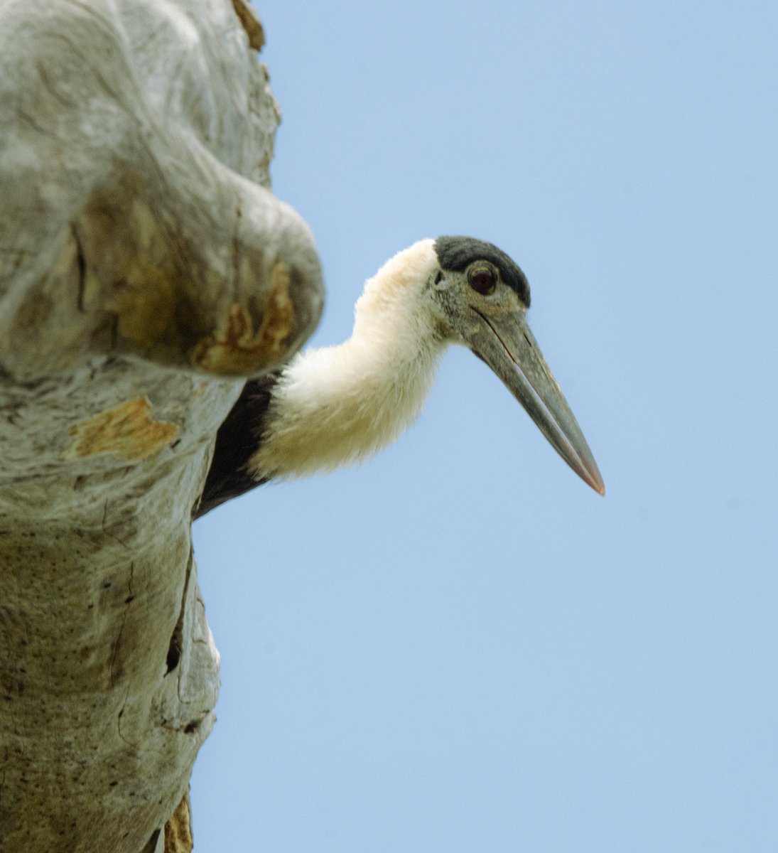 PDKImages's tweet image. If you ever feel like you are being watched, it's probably because you are..............
(In this case, but a gloriously named Wooly necked Stork and a Crested Serpent Eagle).
Happy Saturday kids
#stork #eagle #bird #birds #birdwatching #birdphotographý #srilanka #srilankabirds