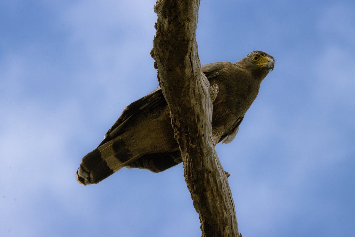 PDKImages's tweet image. If you ever feel like you are being watched, it's probably because you are..............
(In this case, but a gloriously named Wooly necked Stork and a Crested Serpent Eagle).
Happy Saturday kids
#stork #eagle #bird #birds #birdwatching #birdphotographý #srilanka #srilankabirds