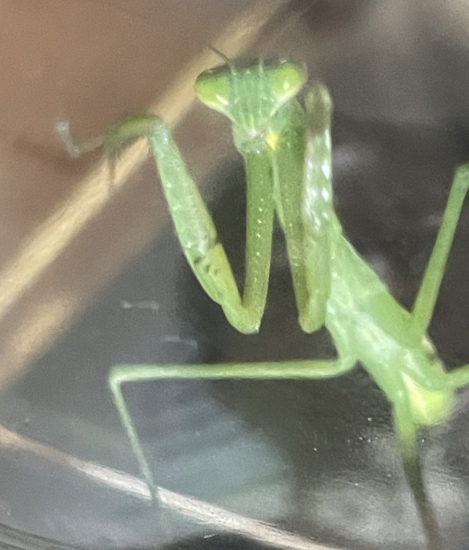 myunkoro's tweet photo. 子供のカマキリの研究を手伝うことになりました！
何食べるかな？ https://t.co/ROanHnT6tD