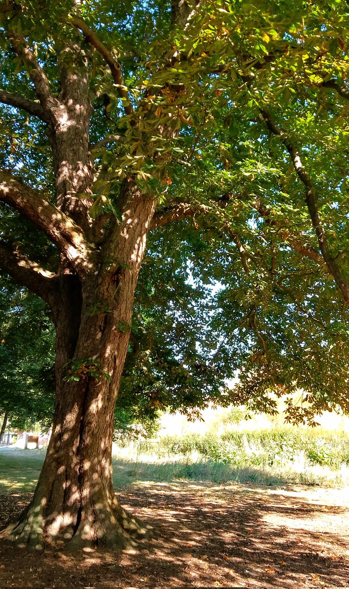 stevep1407's tweet image. Good morning tree people 🌳 have a great weekend.

#trees #treeclub