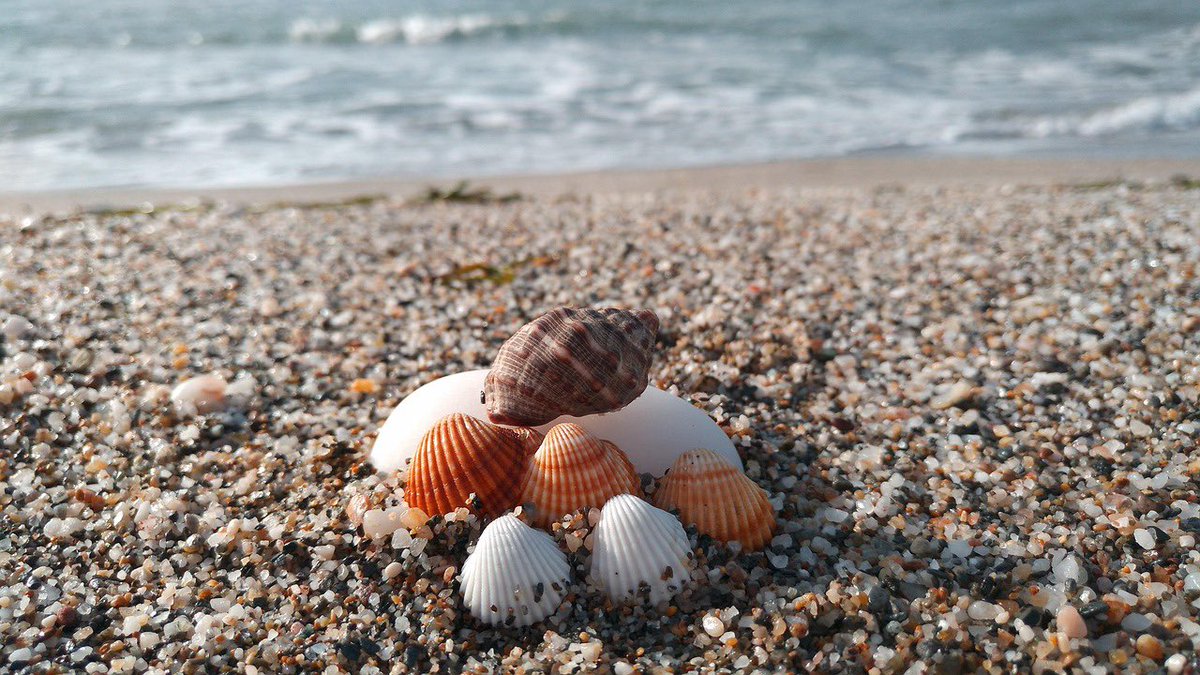 🐚 El objeto del verano: una concha

Las hay grandes, pequeñas, lisas, rugosas, blancas, rosadas…
Cada una es distinta, pero todas son valiosas. Como las personas. 🧒🏻👦

Este verano, recuerda a tu peque que la diferencia también es belleza.
#ElObjetoDelVerano #VeranoConValores