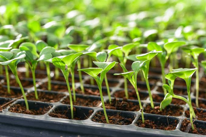 RightCohen's tweet photo. Every big harvest starts with small beginnings!
These seedlings in trays represent precision, care, and the future of productive farming.
@_Trichia_
#SustainableAgriculture #SeedlingStage
#SmartFarming #GrowWithPurpose #AgriInnovation
#LetsFarmTogether https://t.co/nYLzNuCP22