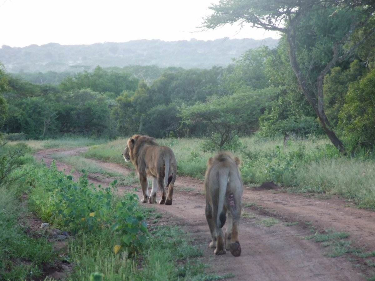 SafariKZNMark's tweet image. All things #Lions today. Like a pair of second row forwards these two moved into position. #lionsrugby #travel #safari