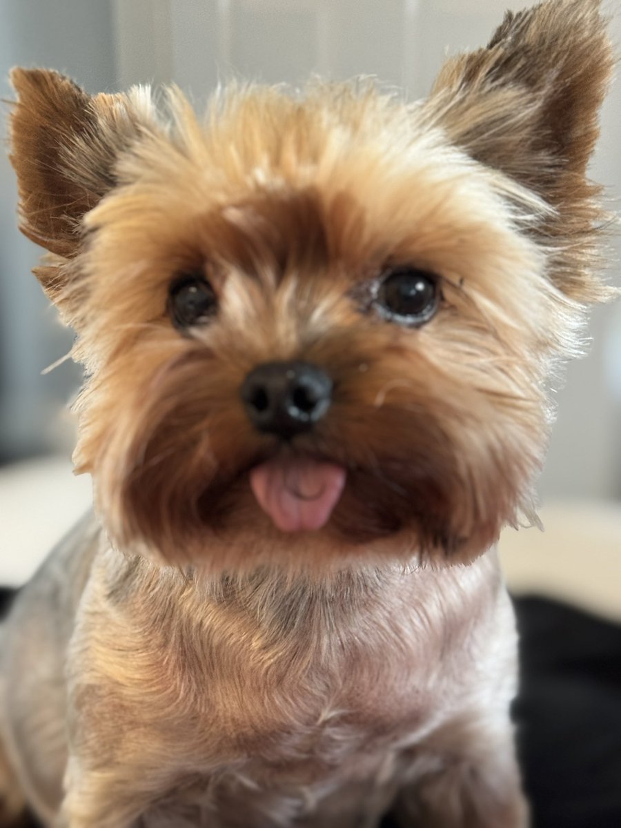 Zombies… this is for you! (Also you Beatrix 🤣) #ZSHQ