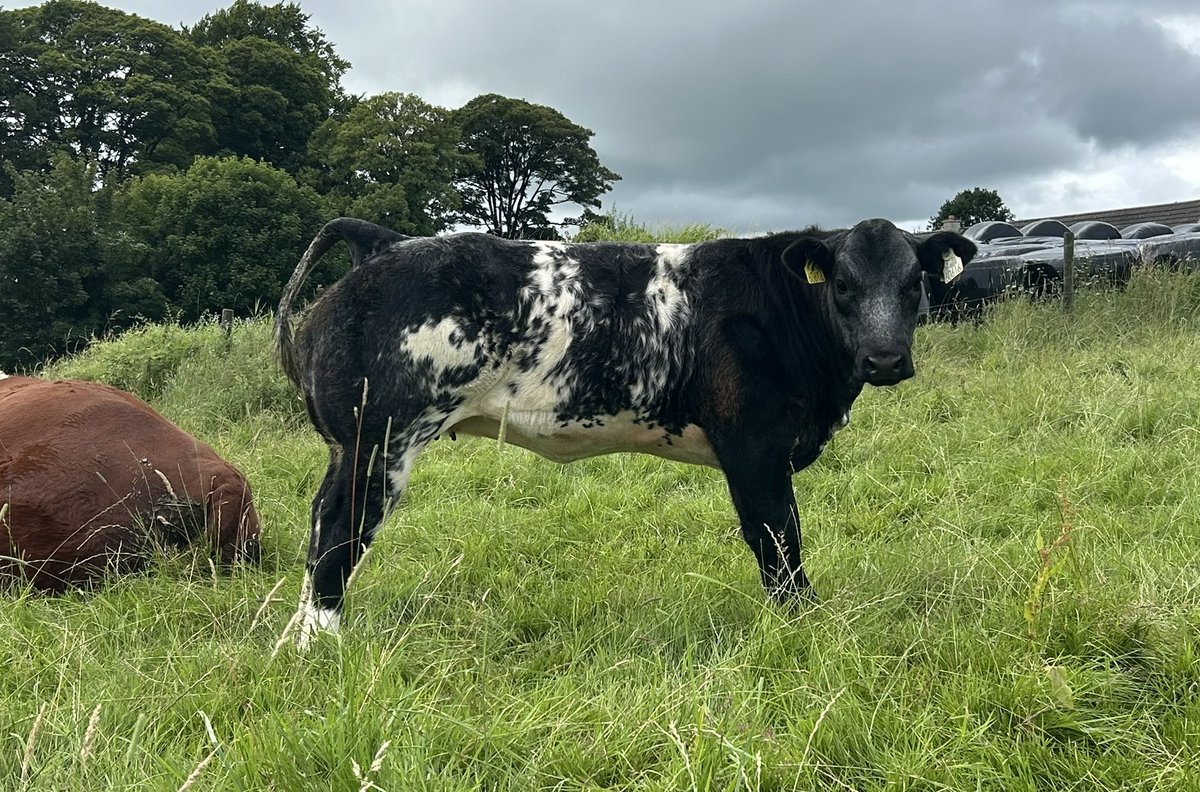 Nice show type heifer if anyone is looking for one 😁😁