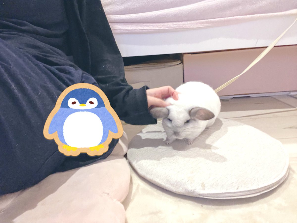 私の定位置の横に座布団敷いたらセサミが隣によく来るようになった　そこがキミの席