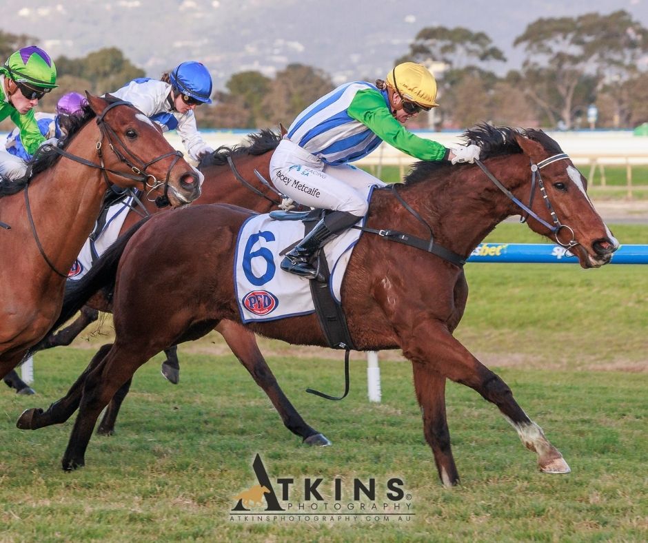 terry_hann's tweet image. Stacey Metcalfe, riding the George Dimitropoulos trained Willybeafactor, won the PFD Food Services Handicap at Morphettville.
Photos ~ AtkinsPhotography.com.au
Pre-race photos ~ AtkinsRacing.com.au
@RacingSA @SAJockeyClub @stacey33828259