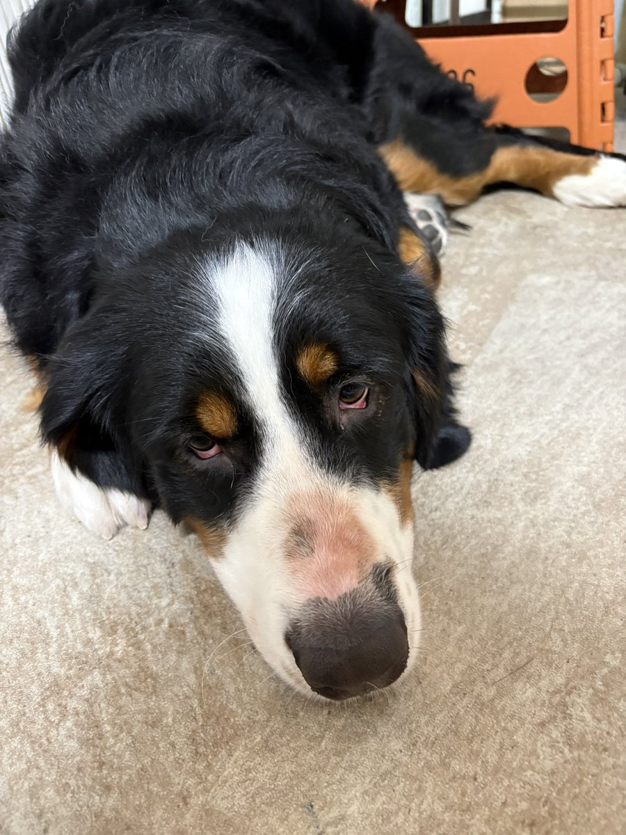 gknm0531's tweet photo. 大型犬かわいい https://t.co/zfV90v1oRb
