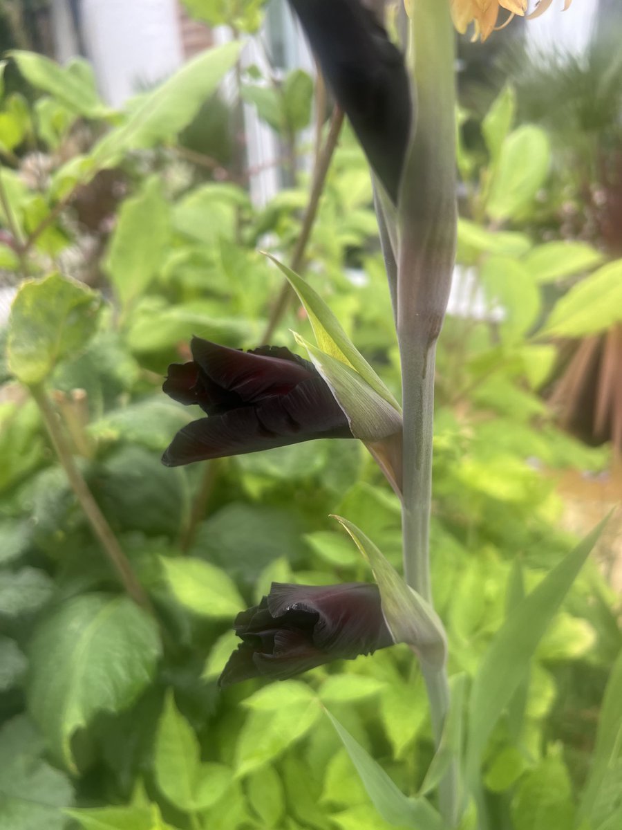 Trinkle96619465's tweet image. #SaturdaySurprise ๐ Good morning ๐ I should wait until this is properly out but I am thrilled with the colour & will post another pic when itโs open.