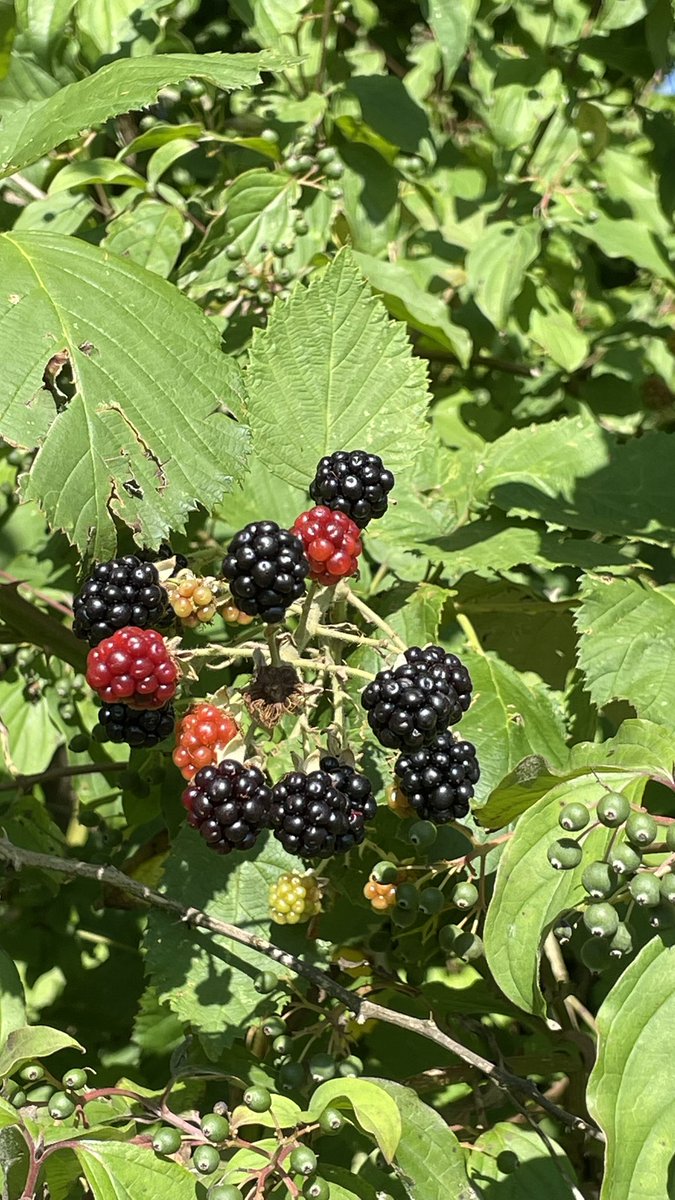 Jetzt beginnt wieder die Zeit der „Wilden Brombeeren“, die wie Unkraut am Neckar wachsen. Mutter Natur schenkt sie uns einfach so. Danke. ❤️
