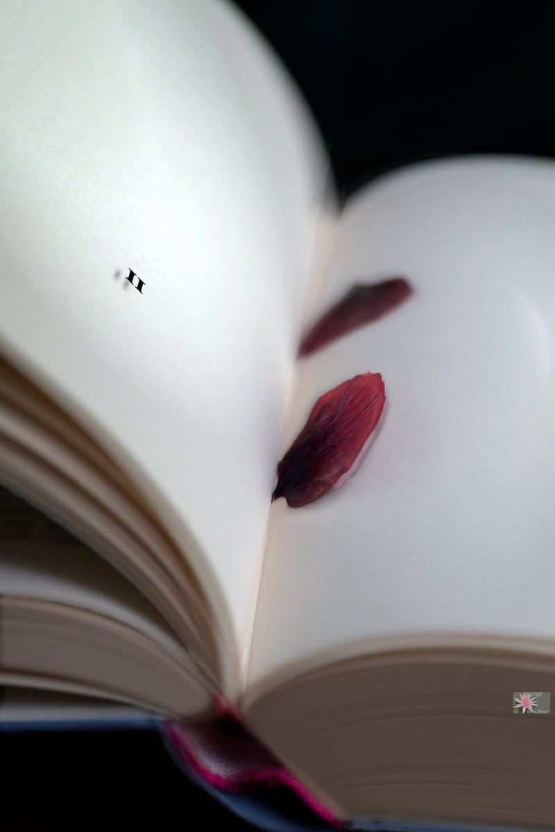 Point_Photos's tweet image. II