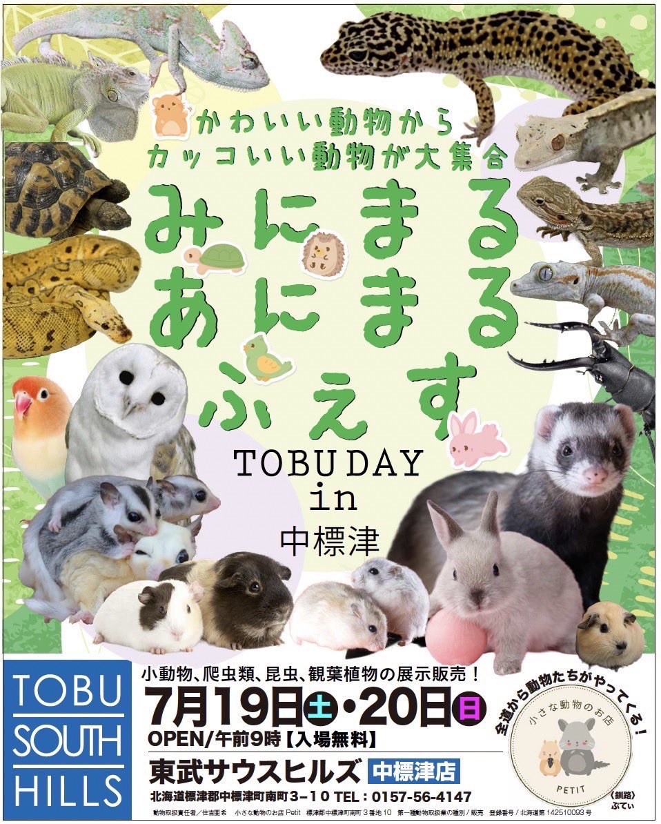 Eo5rU's tweet image. 中標津って人口多い割にクワカブブリーダー全然居ないの何でだろね、今回のイベントで増えてくれると良いな