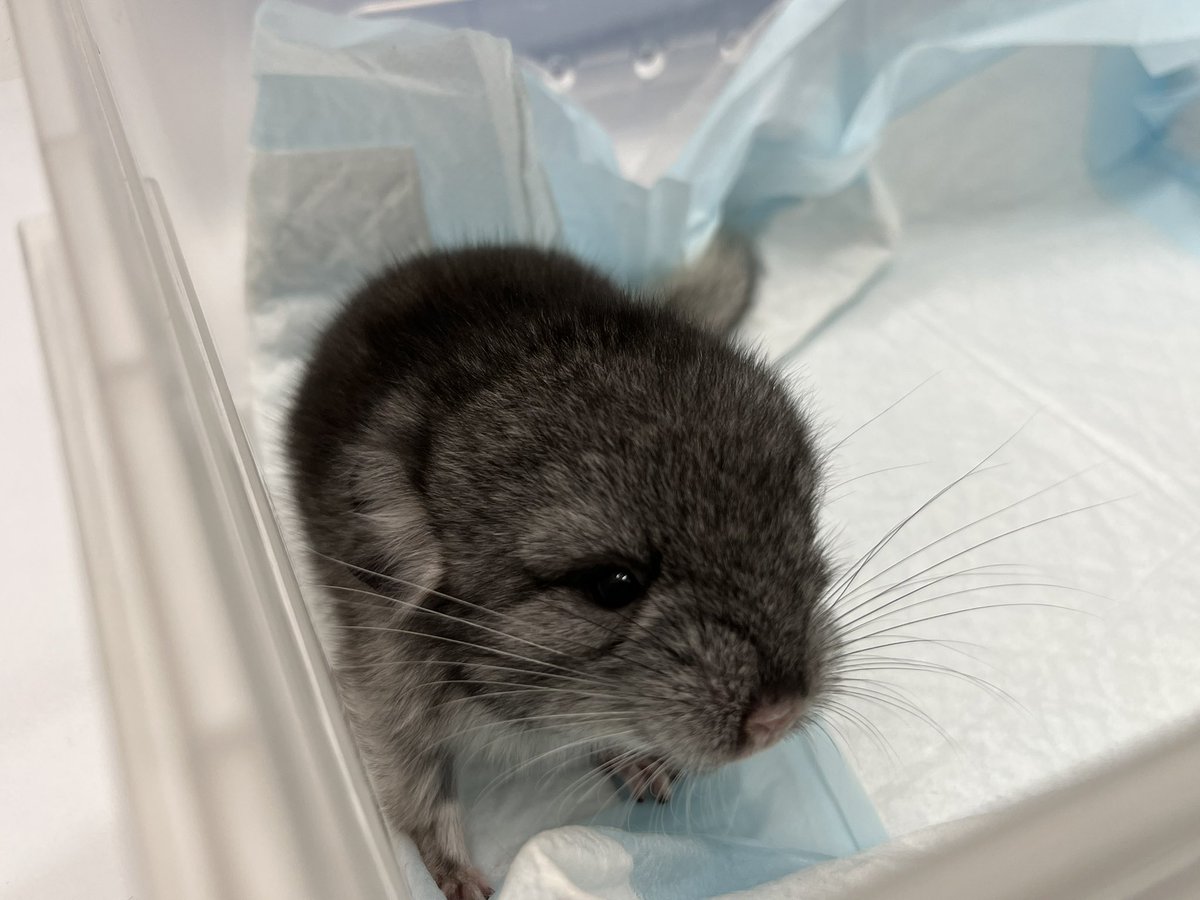 Blog_Mareeba's tweet image. 生まれたばかりのチンチラちゃん。
めっちゃ可愛い👶
#うさぎの病院 #チンチラ