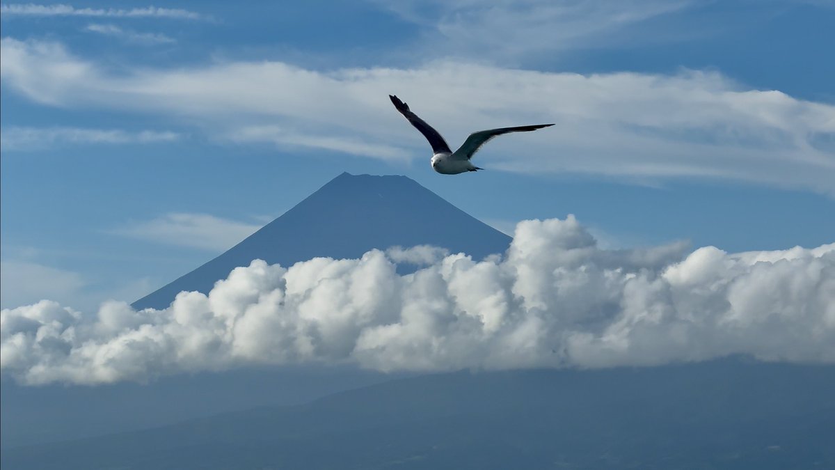 CK_222_NJ's tweet image. カモメと富士山