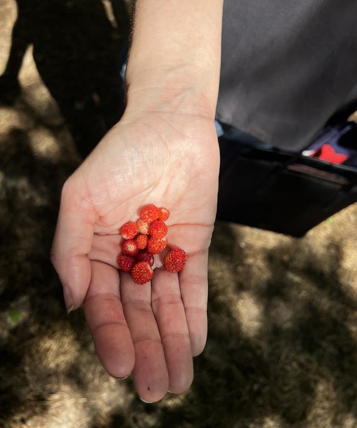 Igår var jag ute i solen för första gången i sommar. Om skogen räknas. Vilken gåva att kunna knata runt stilla, hitta små skatter. Ibland få sol på sig genom trädkronorna. Tystnad och fågelkvitter. Riva sig på skogshallon. Dofta mig till kantareller. Lycka.