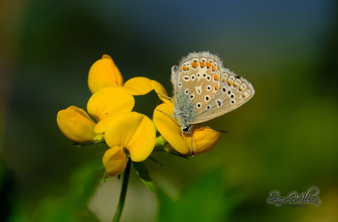 SamWlandscapes's tweet image. Had a common blue visiting my garden yesterday #BigButterflyCount #butterflies #NaturePhotography