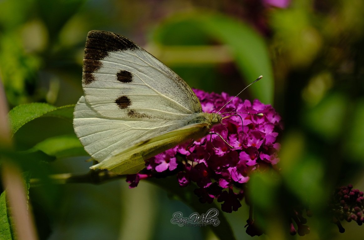 SamWlandscapes's tweet image. More butterflies in the garden, this week I've been seeing meadow browns & gatekeepers coming in #BigButterflyCount #naturelovers