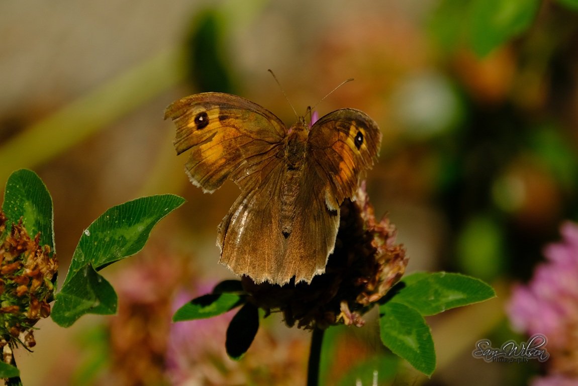 SamWlandscapes's tweet image. More butterflies in the garden, this week I've been seeing meadow browns & gatekeepers coming in #BigButterflyCount #naturelovers