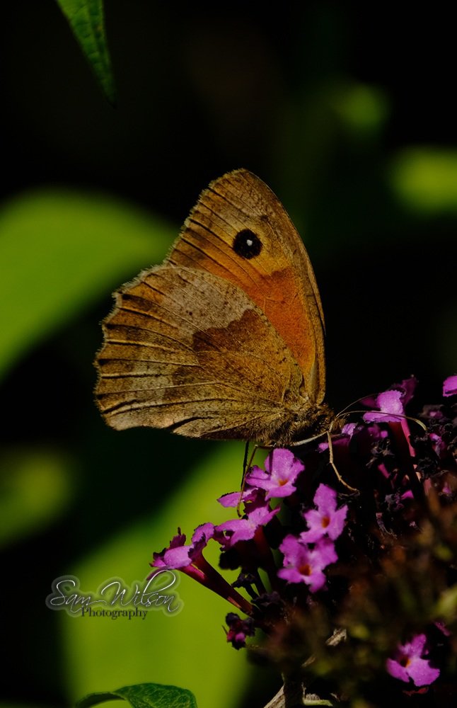SamWlandscapes's tweet image. More butterflies in the garden, this week I've been seeing meadow browns & gatekeepers coming in #BigButterflyCount #naturelovers