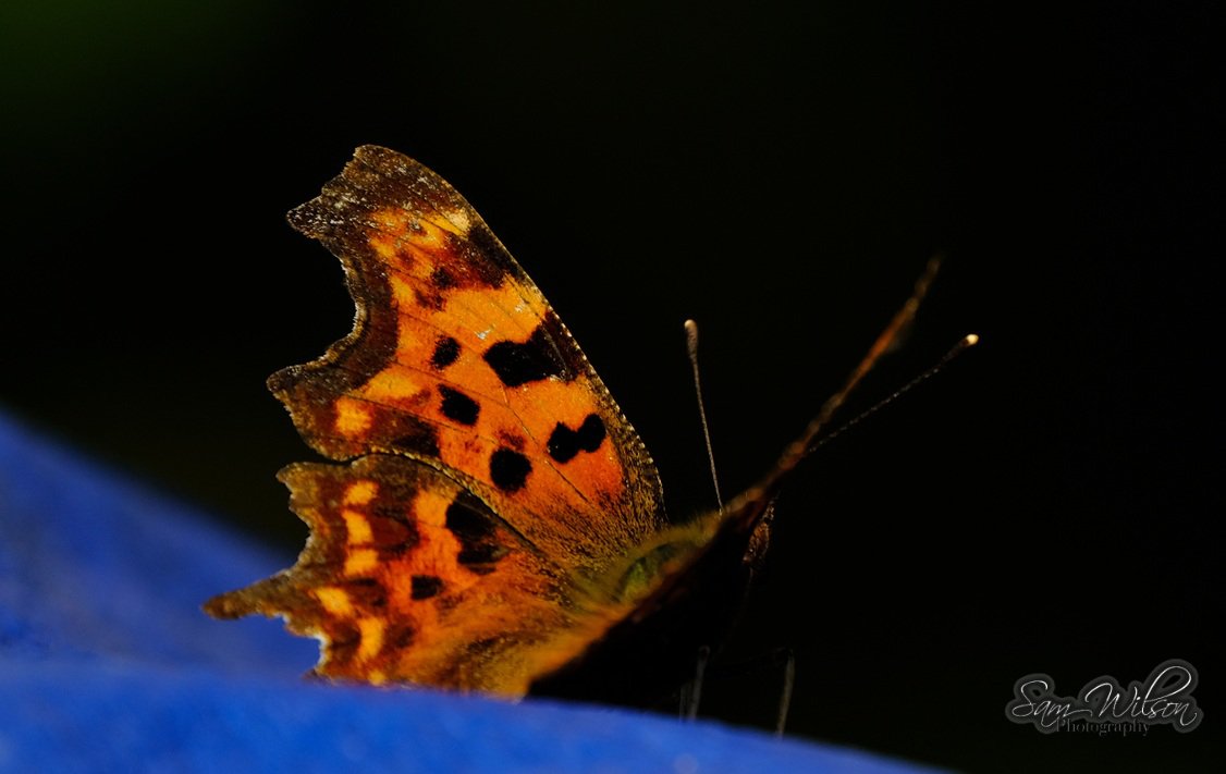 SamWlandscapes's tweet image. More butterflies in the garden, this week I've been seeing meadow browns & gatekeepers coming in #BigButterflyCount #naturelovers