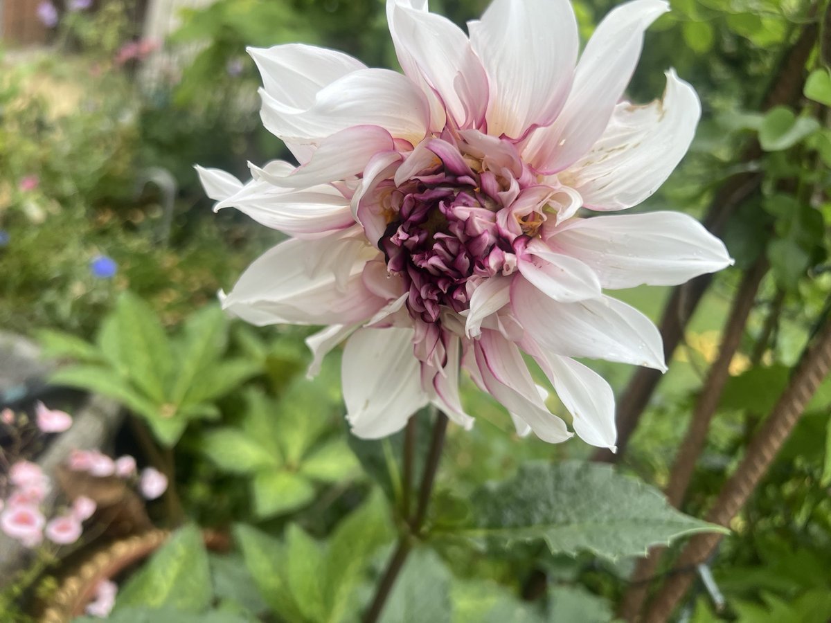 Trinkle96619465's tweet image. #SecondSaturdaySurprise ๐ one minute I hadnโt any idea which Dahlia this was & now itโs opened I think it is a Tartan..there were several variations of depth of colour & amount of pattern last year.The tubers separated & I remember not knowing which plant the loose one was from.