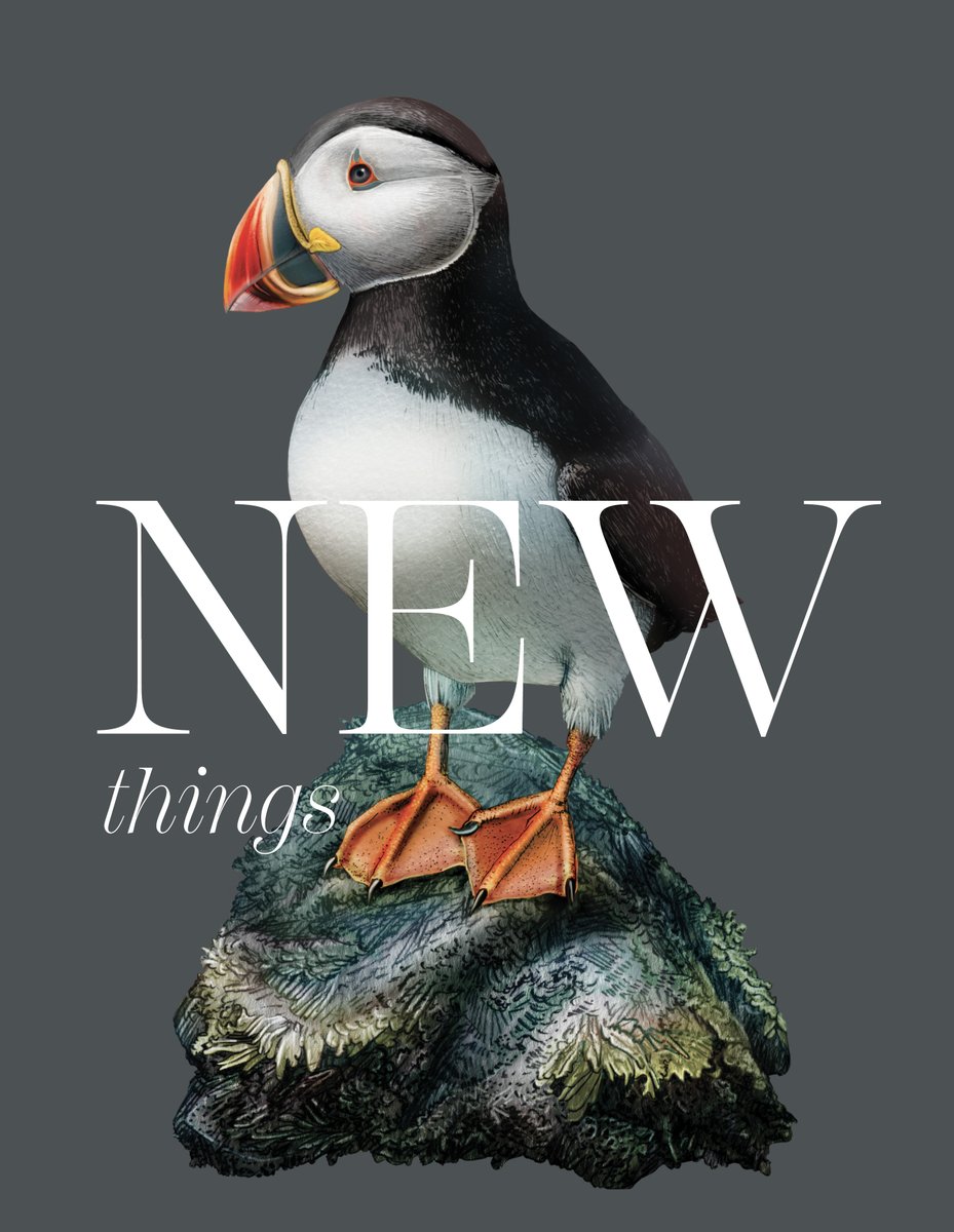 I've been spending some time repainting my #Puffin illustration... He's so cute... birdscanflystore.com/search/?search…