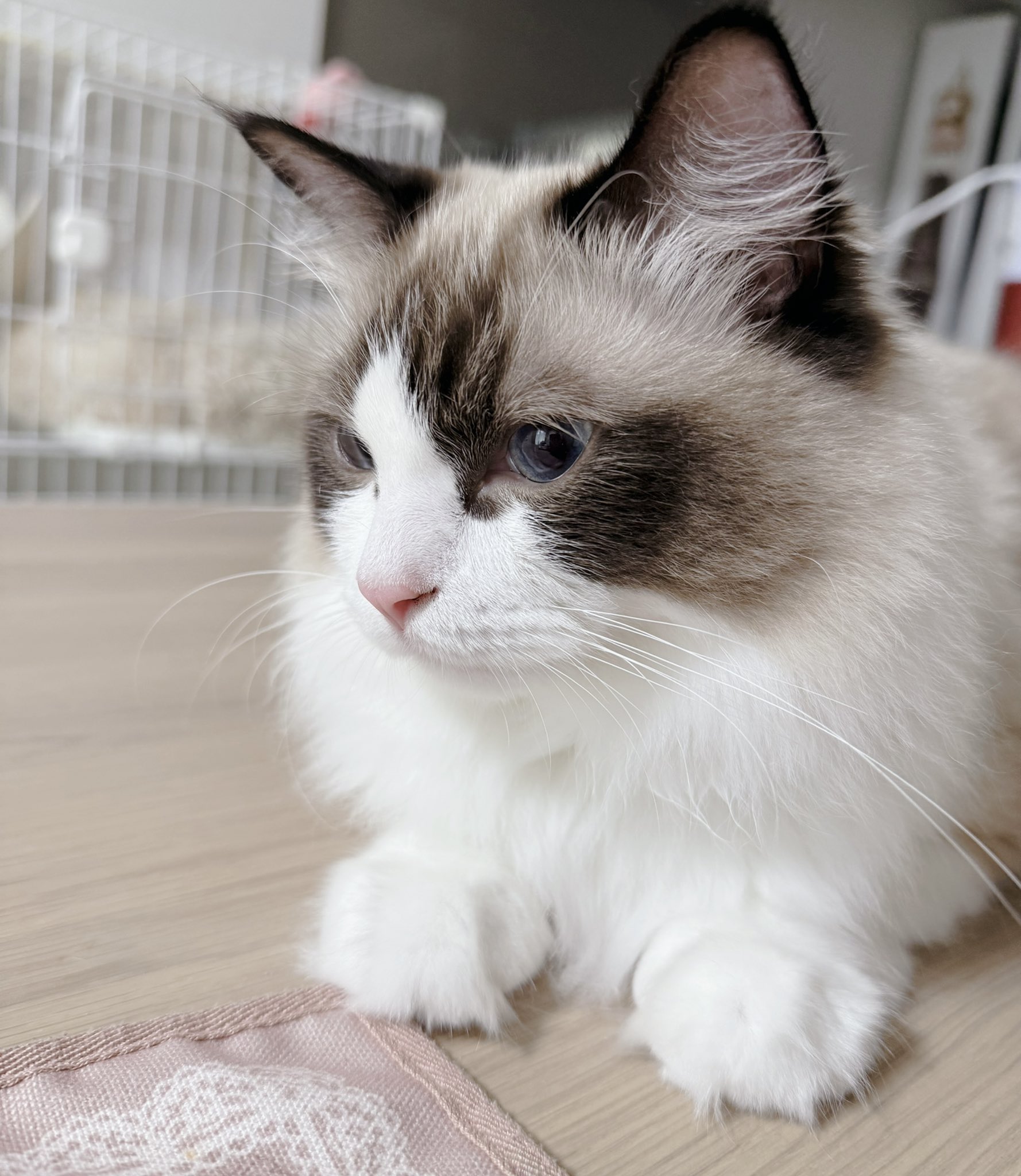 ⭐︎雪丸⭐︎のびねこ大阪【しらんけどー】⑤ のびねこ大阪⭐︎2種⭐︎ - メルカリ