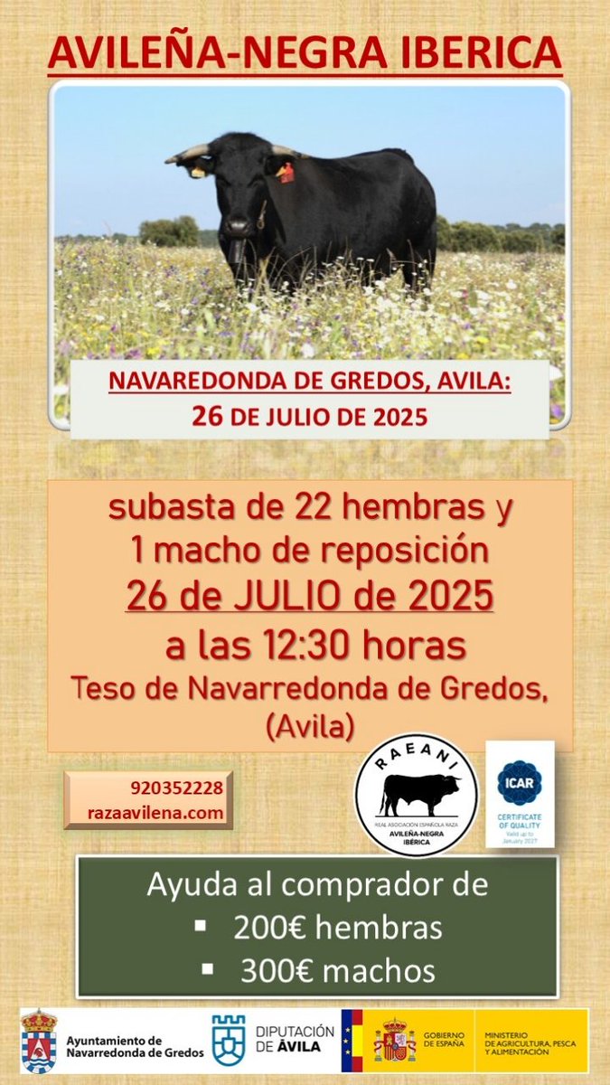 📢 el próximo 2️⃣6️⃣ de julio tenemos la feria de #navarredonda
#Avileña #100x100nuestro #elcamponopara #ganaderia #rural_love #ganado