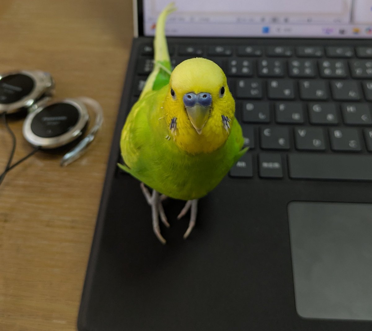 Sazamoth's tweet image. かわいい鳥がいる