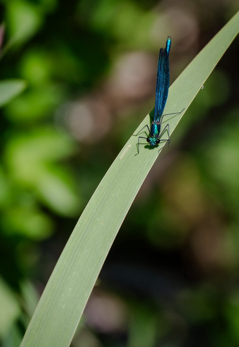 soorajchandran_'s tweet image. Saw this in Plitvice, Croatia.
One of the bluest blues I've seenin nature.