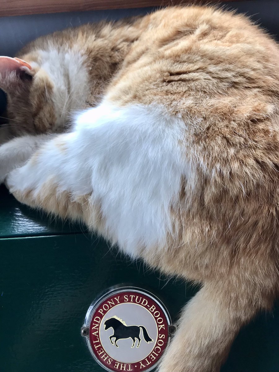 It’s #Caturday and too hot for outdoor activities, such as napping in a garden chair. Garfield crashed in the tack room earlier this morning… 
#ponyhour #Cats