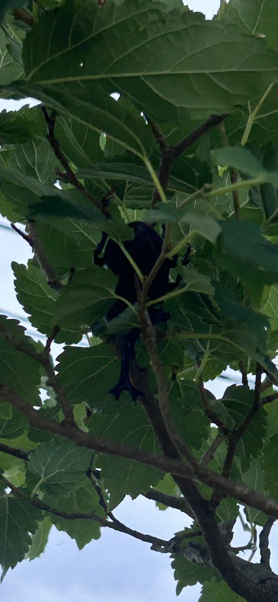 InawashiroAQ's tweet image. クワの木1本にカブトムシ2ペアついていました!!
夏らしい季節が本格的にやってきましたね。
#福島県 #猪苗代 #カワセミ水族館 #カブトムシ #夏