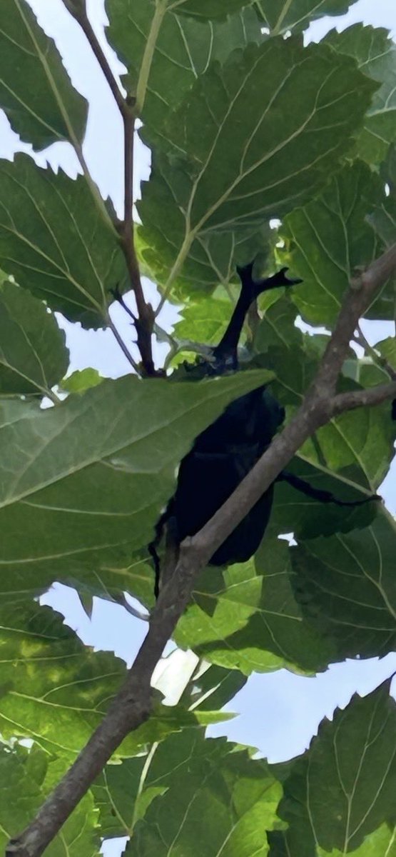 InawashiroAQ's tweet image. クワの木1本にカブトムシ2ペアついていました!!
夏らしい季節が本格的にやってきましたね。
#福島県 #猪苗代 #カワセミ水族館 #カブトムシ #夏