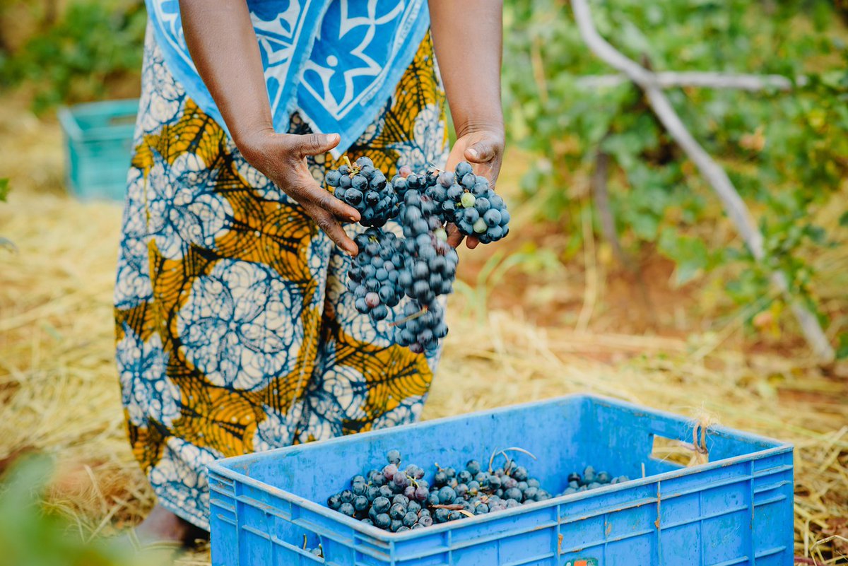 etherisc's tweet image. 🌧️ Parametric insurance in action: World Bank notes it's cost-effective for LMIC farmers against climate shocks.
Etherisc's Africa focus with partners like @HannoverRe makes it reality—fast, fair payouts.
More on our blog: blog.etherisc.com #ParametricInsurance #Farmers