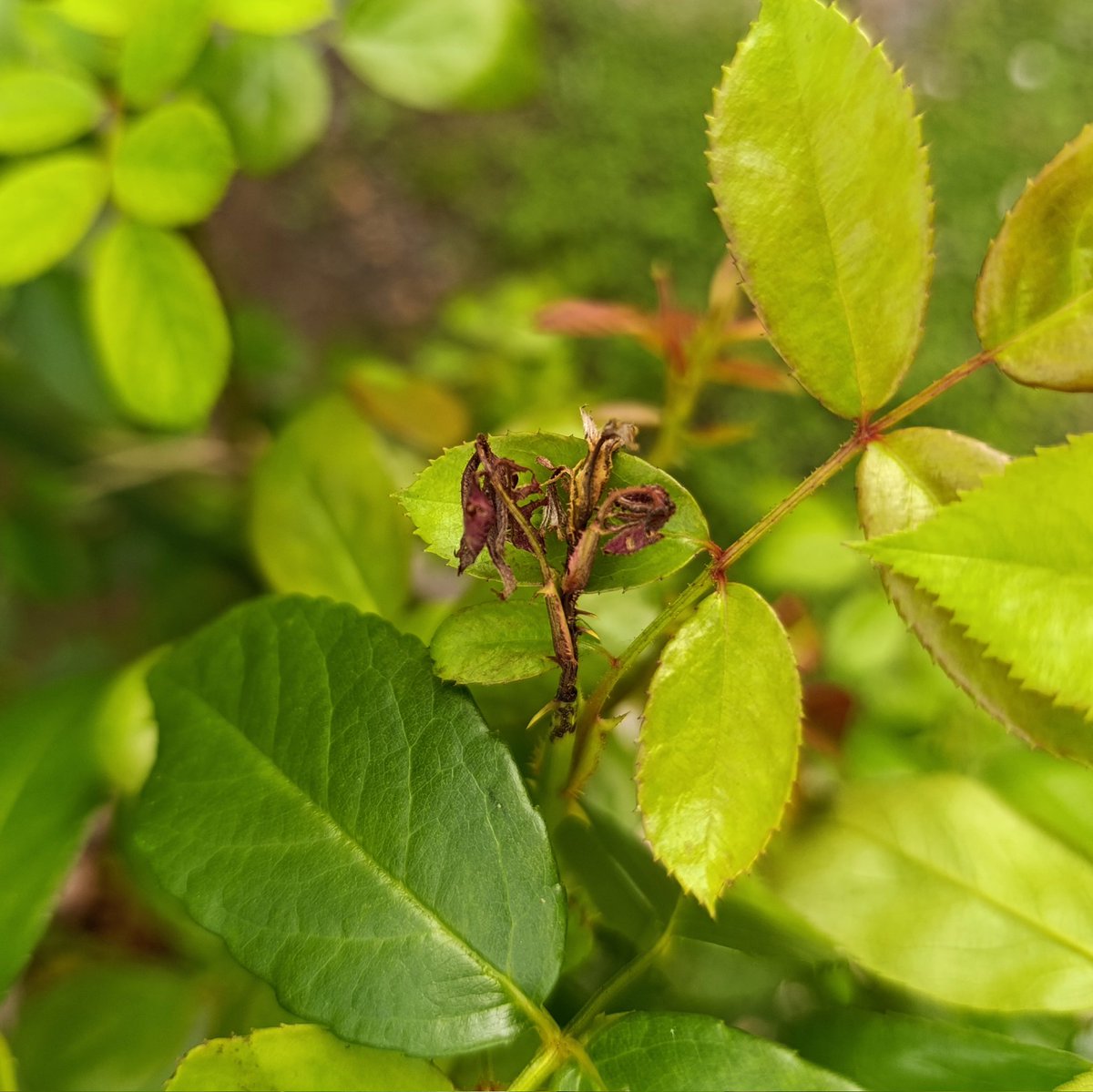 雨続きで放置してたらクロケシツブチョッキリがたくさん来てた、ということで駆除完了。