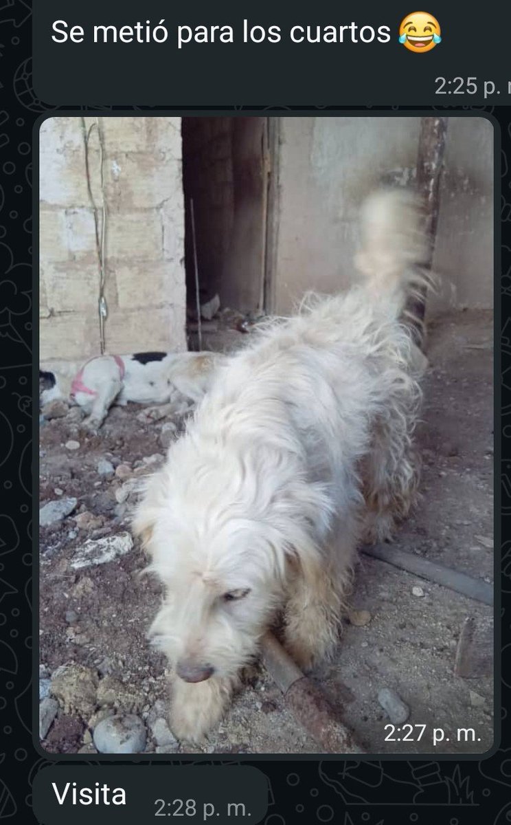 MirniaT's tweet image. Ella ya hace parte de la manada paravcuando me vaya la vamos ayudar a esterilizar. Ese pobre animal pare y pare 馃槩 . Son 3 q se meten al terreno ya los 3 con bravecto. Parece que huelen a uno, como saben 馃し