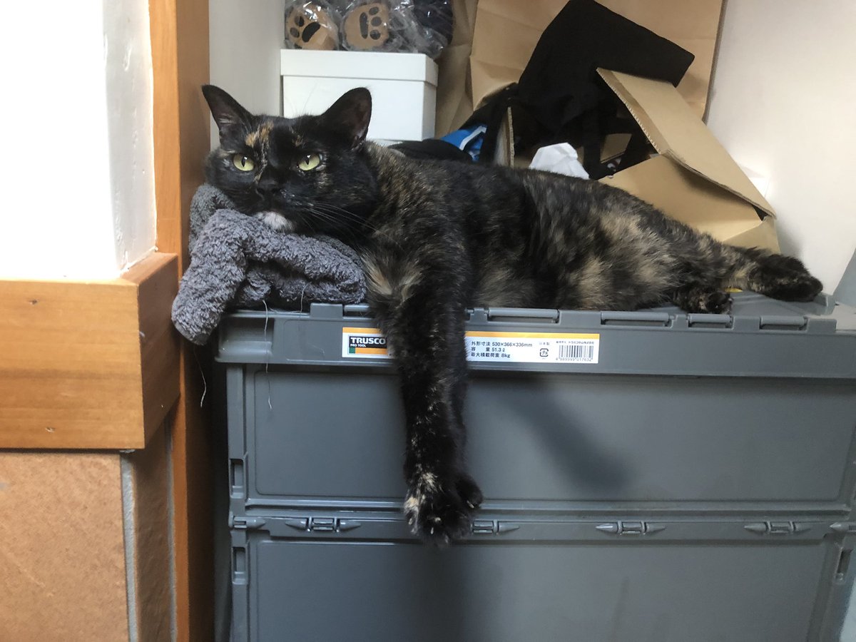 真は錆猫が好き サビ猫はいいぞ - Search / X