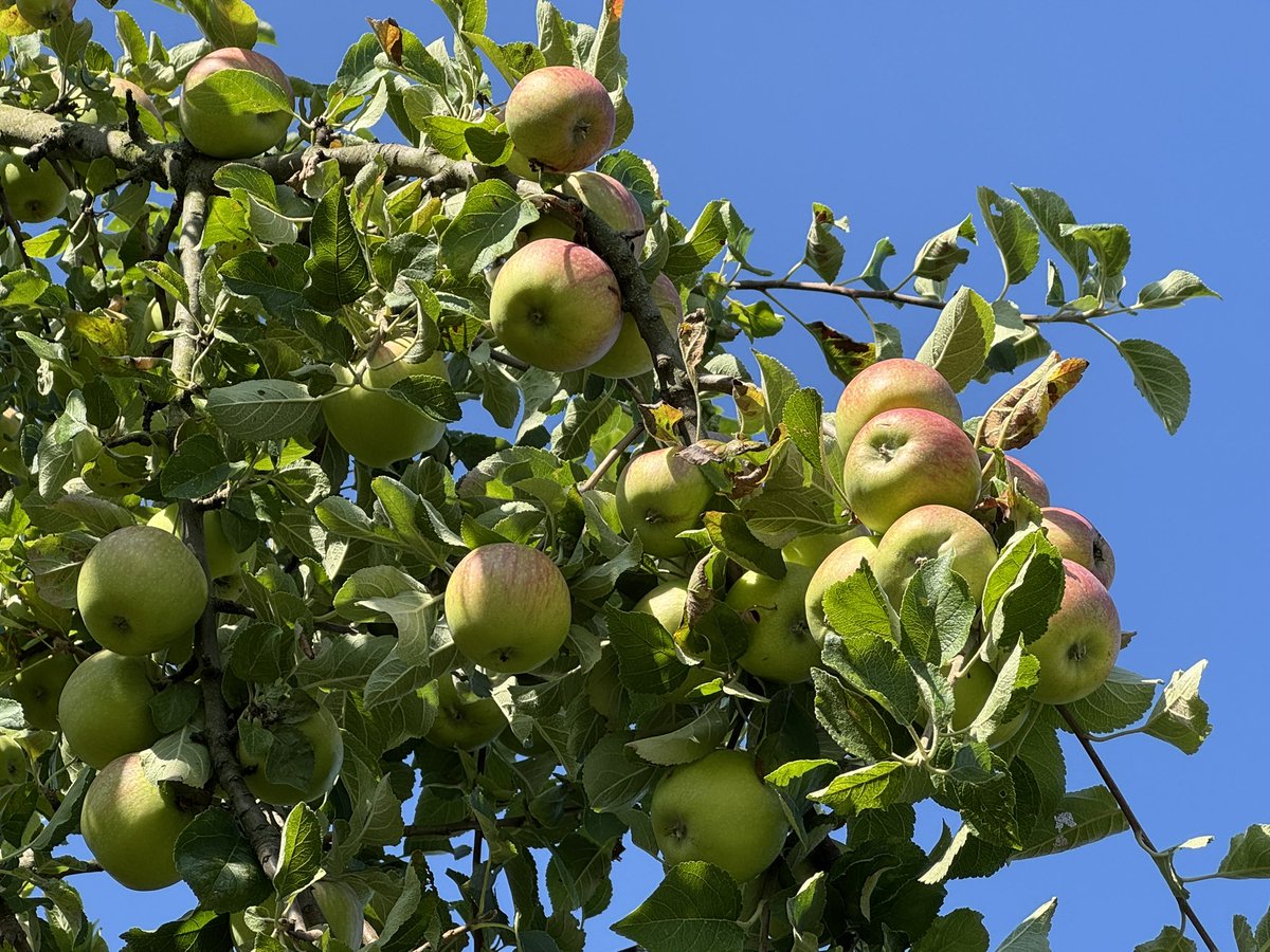 das wird ein Apfeljahr. Hier eine Goldrenette.