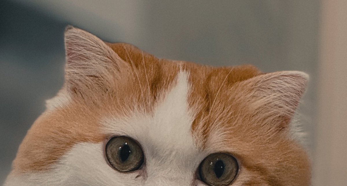 𝐬𝐥𝐢𝐜𝐞𝐬 𝐨𝐟 𝐥𝐢𝐟𝐞... 𝐧' 𝐜𝐚𝐭