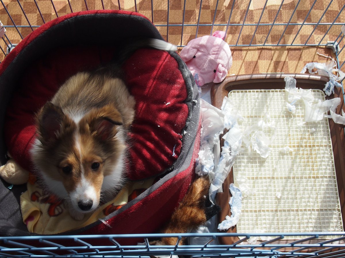 #これを見た人は無言で若い頃の画像を貼る