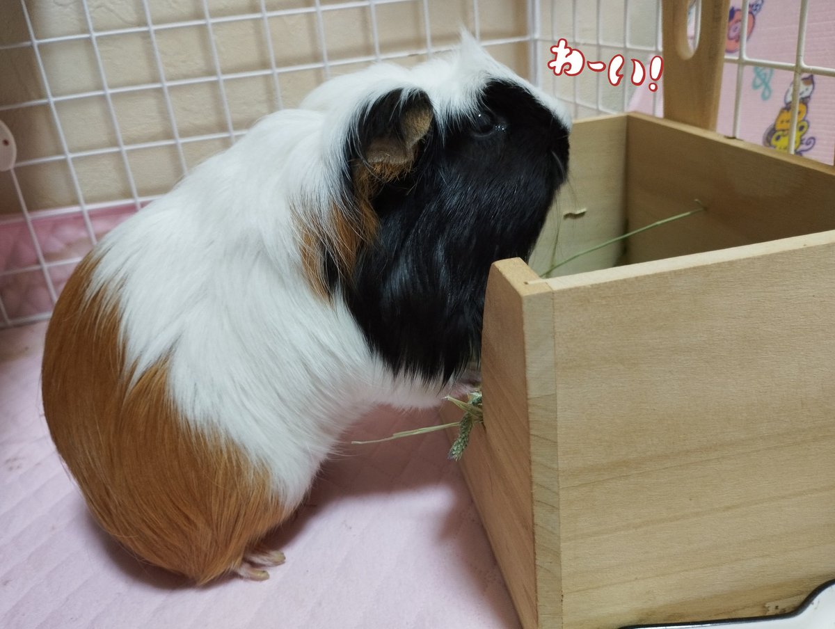ayatea2241's tweet image. やっとお掃除おわたー🐹🥬

#モルモット #もふもふ