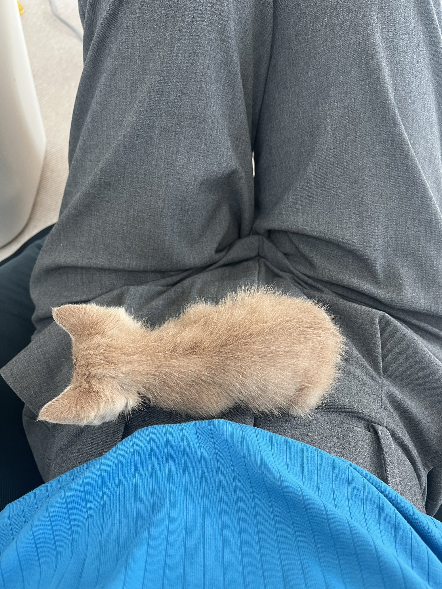 雨*猫様 画像追加しました。さらに値下げ❗️値下げ