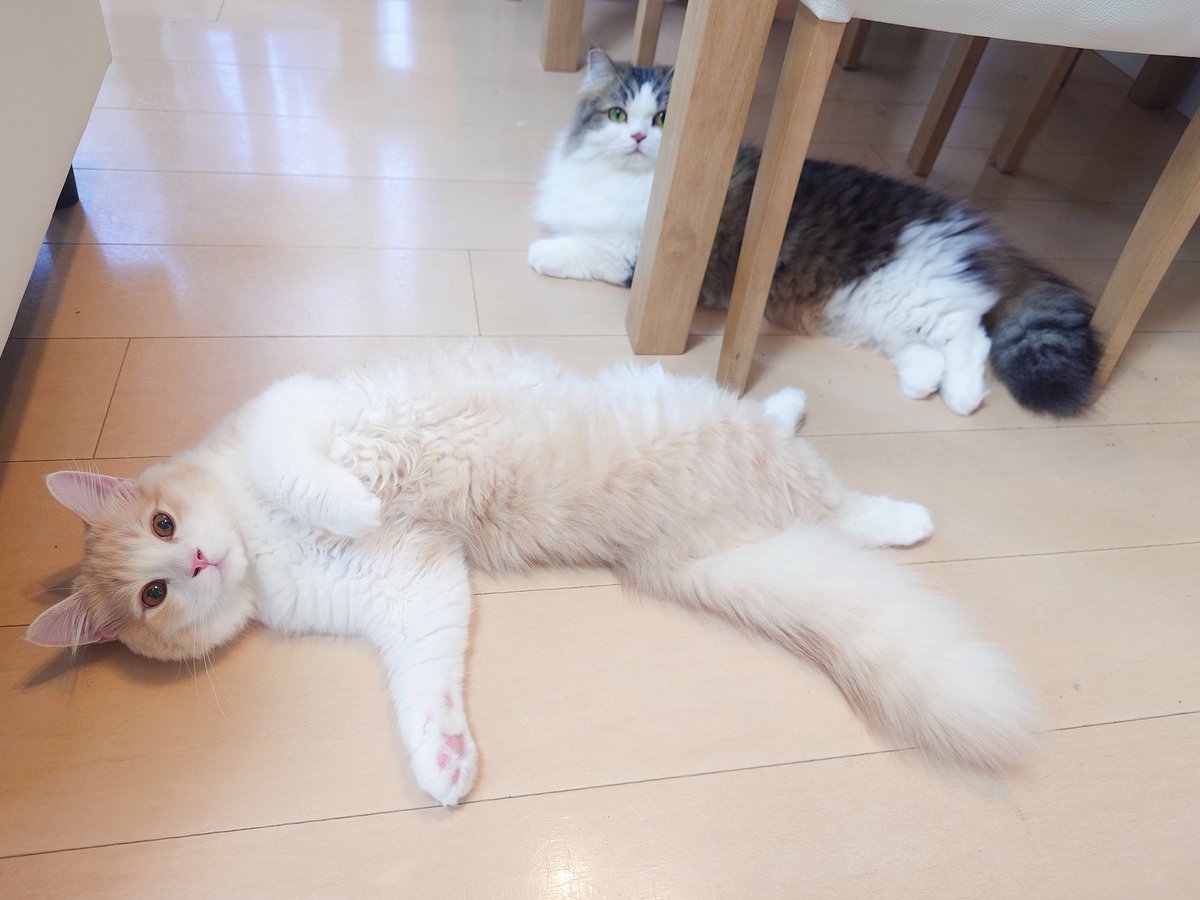 marotrain's tweet image. 若の方が大きくなった日🩷
←若様もうすぐ7ヶ月 3.4kg
ひめ様もうすぐ3歳3.3kg →
#猫のいる暮らし𓏲𓎨 #ミヌエット #ラガマフィン
