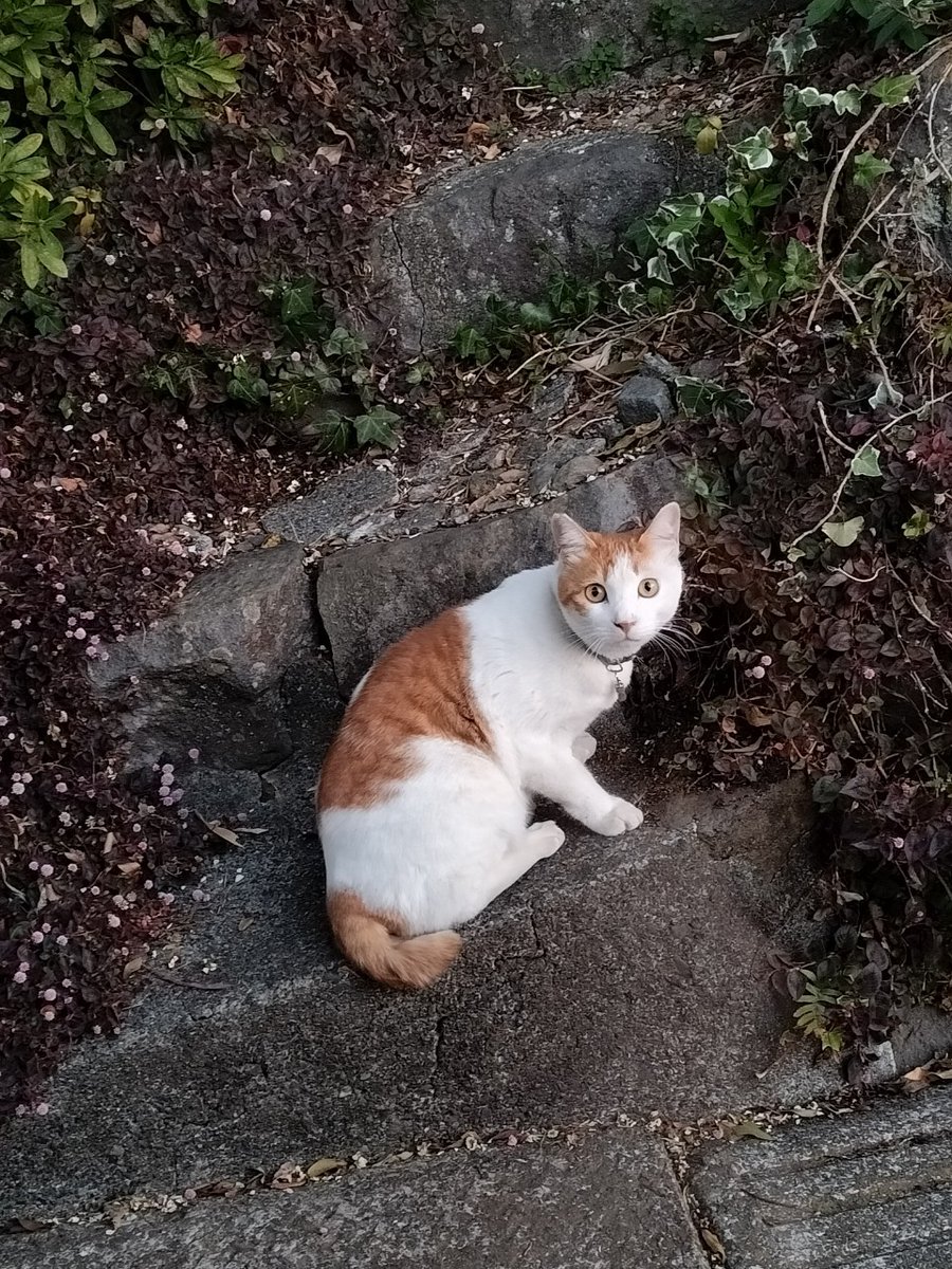ForestersPRO's tweet image. 急な写真に驚きを隠せないネコチャン
#猫は室内で飼ったほうがいいと思います。