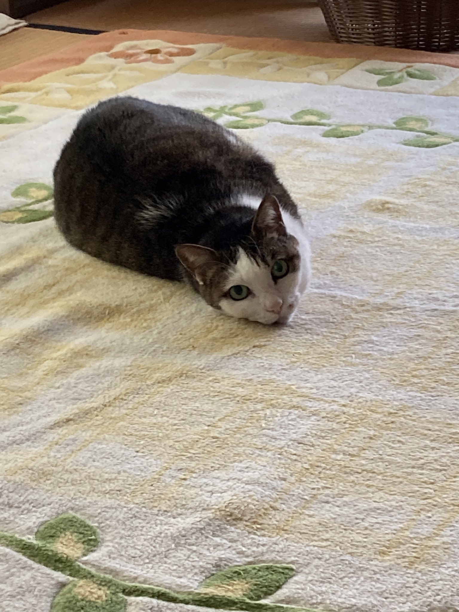 【ねこ】 さくら on X: 