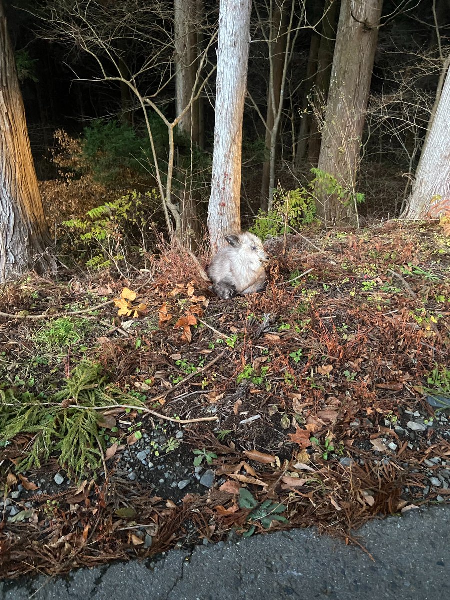 ForestersPRO's tweet image. カモシカの幼獣ですが…
