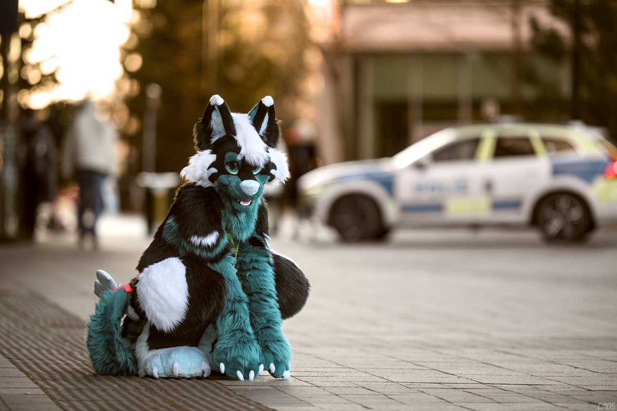 Do u think he would be a good police doggo?
📸 <a href="/Cmos_ThunderFox/">Cmos ThunderFox</a>